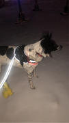 Joyride Harness Holiday Sweater Dog Harness Review