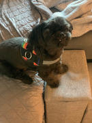 Joyride Harness Winter Trees Dog Harness Clearance Review