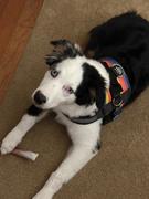 Joyride Harness Winter Trees Dog Harness Clearance Review
