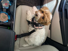 Joyride Harness Paw Polka Dots Dog Harness Review