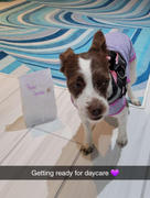Joyride Harness Denim Harness for Dogs Review
