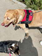 Joyride Harness Denim Dog Harness Review