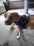 Joyride Harness Spring Plaid Dog Harness Review