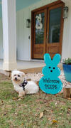 Joyride Harness Denim Harness for Dogs Review