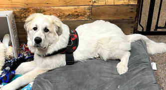 Joyride Harness Denim Harness for Dogs Review
