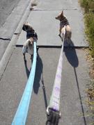 Joyride Harness Teal Dog Harness Review