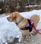 Joyride Harness Winter Trees Dog Harness Review