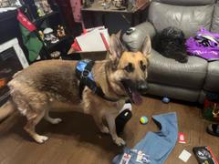 Joyride Harness Denim Harness for Dogs Review