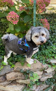 Joyride Harness Denim Harness for Dogs Review