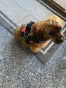 Joyride Harness Camo Dog Harness Review