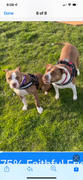 Joyride Harness Purple Plaid Dog Harness Review