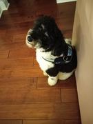 Joyride Harness Black and White Dog Harness Review