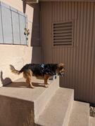 Joyride Harness Holiday Sweater Dog Harness Review