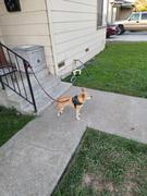 Joyride Harness Holiday Sweater Dog Harness Review