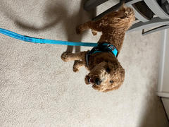 Joyride Harness Teal 2 in 1: Dog Leash/Seatbelt Combo | 15% Off Review