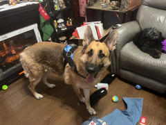 Joyride Harness Blue Plaid Matching Dog Leash Review