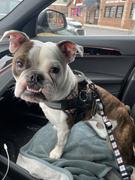 Joyride Harness White Plaid Dog Safety Seat Belt Review