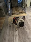 Joyride Harness Winter Trees Dog Harness Clearance Review