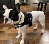 Joyride Harness Paw Polka Dots Dog Harness Review