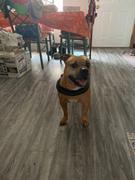 Joyride Harness Winter Trees Dog Harness Clearance Review