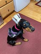Joyride Harness Lavender Plaid Dog Harness Review