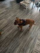 Joyride Harness Purple Plaid Dog Harness Review