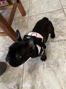 Joyride Harness Tie Dye Dog Harness Review