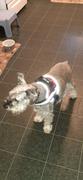 Joyride Harness Tie Dye Dog Harness Review