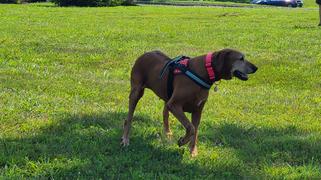 Joyride Harness Lavender Plaid Dog Harness Review