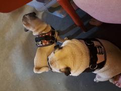Joyride Harness Patriotic Red Dog Harness Clearance Review