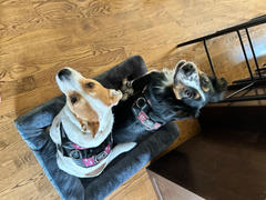 Joyride Harness Purple Plaid Dog Harness Clearance Review