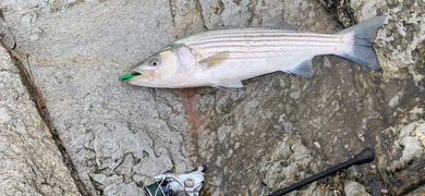 The Saltwater Edge Game On EXO Jigs Review