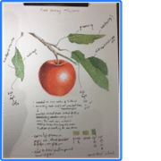 Ann Kullberg Jumpstart Level 1: Summer Apple in Colored Pencil Review