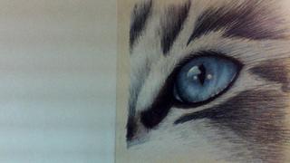Ann Kullberg CP Cats: A Complete Guide to Wild & Domestic Cats in Colored Pencil Review