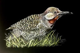 Ann Kullberg Woodpecker: In-Depth Colored Pencil Tutorial Review