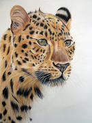Ann Kullberg Leopard: In-Depth Colored Pencil Tutorial Review