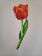 Ann Kullberg Ruby Red Tulip - Online Workshop for Beginners & Beyond with Jan Fagan Review