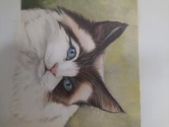 Ann Kullberg Sweet Ragdoll: In-Depth Colored Pencil Tutorial Review