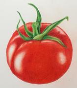 Ann Kullberg Jumpstart Level 1: Ripe Tomato in Colored Pencil Review