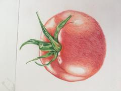Ann Kullberg Jumpstart Level 1: Ripe Tomato in Colored Pencil Review