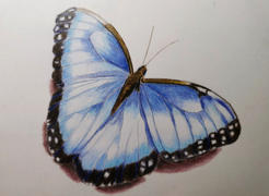 Ann Kullberg Jumpstart Level 1: Blue Butterfly in Colored Pencil Review