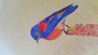 Ann Kullberg Jumpstart Level 1: Bluebird in Colored Pencil Review