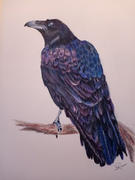 Ann Kullberg Ravishing Raven: In-Depth Colored Pencil Tutorial Review