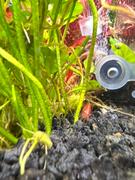 CO2Art.co.uk In-Tank Bazooka Flux_ CO2 Diffuser for Planted Aquariums Review