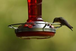 Grateful Gnome Red Tower with Yellow Spiral Hummingbird Feeder - 30 Fluid Ounces Review