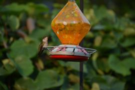 Grateful Gnome Metal Top - Round Perch - 4 Flower Ports Review
