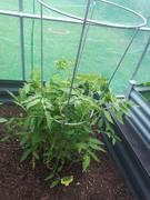 Quality Plants & Seedlings Tomato Seedling (Roma) - Grow At Home Range Review