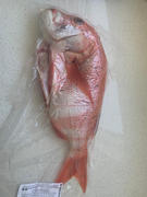Greenfish Red Stumpnose | Fresh Fish Box | Caught in Struisbaai Review
