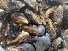 Greenfish Black Mussels | Live Box | Cultivated | 2.3kg Review