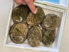 Greenfish Abalone (perlemoen) | Live Box | Cultivated | x6 Review